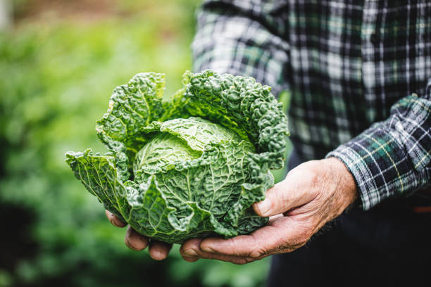 Farmer displaying freshly harvested kale