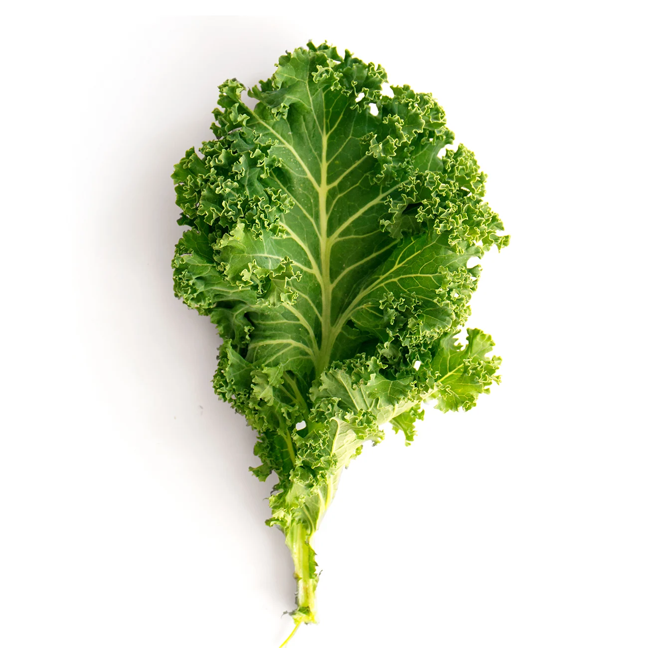 Close-up of fresh curly kale leaf