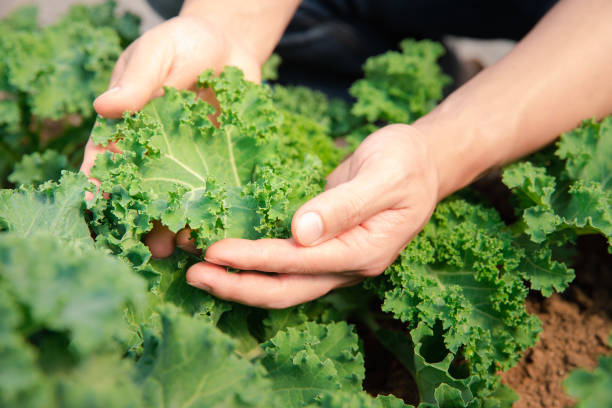 Hands tending to organic kale in garden